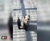 Watch: China zoo paints dogs to look like pandas from dogs and teen gril