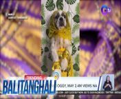 Bollywood fur baby!&#60;br/&#62;&#60;br/&#62;&#60;br/&#62;Balitanghali is the daily noontime newscast of GTV anchored by Raffy Tima and Connie Sison. It airs Mondays to Fridays at 10:30 AM (PHL Time). For more videos from Balitanghali, visit http://www.gmanews.tv/balitanghali.&#60;br/&#62;&#60;br/&#62;#GMAIntegratedNews #KapusoStream&#60;br/&#62;&#60;br/&#62;Breaking news and stories from the Philippines and abroad:&#60;br/&#62;GMA Integrated News Portal: http://www.gmanews.tv&#60;br/&#62;Facebook: http://www.facebook.com/gmanews&#60;br/&#62;TikTok: https://www.tiktok.com/@gmanews&#60;br/&#62;Twitter: http://www.twitter.com/gmanews&#60;br/&#62;Instagram: http://www.instagram.com/gmanews&#60;br/&#62;&#60;br/&#62;GMA Network Kapuso programs on GMA Pinoy TV: https://gmapinoytv.com/subscribe