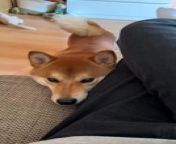 Kiwi, the sweet Shiba Inu, lay his head on the couch, waiting for his owner to pet him. After waiting for a few seconds, he walked away as the owner reached out to pet him.
