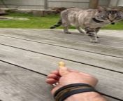 A person was sitting with a peanut in their hand to feed some wild animals. After a cat approached them but showed no interest in the peanut, a squirrel snatched it and quickly dashed away.