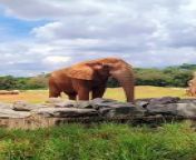 Embark on a journey into the world of elephants, the largest land animals on Earth. This video showcases the majesty, intelligence, and social bonds of these incredible creatures. From playful antics to heartwarming moments, get ready to be awestruck by the gentle giants of the wild. Watch and learn about the importance of conservation and protecting these magnificent beings and their habitats.&#92;