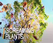 Most plants don’t elicit much sympathy when we cut or prune them, but that might be about to change as a new study has found they scream. It’s not in the same way you or I do, but it turns out plants let out pops and clicks when they’re stressed.