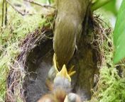 &#39;There&#39;s nothing on Earth that can beat a mom&#39;s love and concern for her kids, and we aren&#39;t talking only humans!&#60;br/&#62;&#60;br/&#62;This drool-worthy video shows a bird feeding her barely-days-old babies that couldn&#39;t even open their eyes. &#60;br/&#62;&#60;br/&#62;&#92;