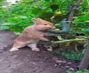 The little rabbit secretly eats cucumbers in the vegetable garden#pets #rabbit #animals from school girl cucumber