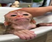 Cute monkey taking a shower