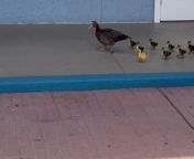 Amidst the vibrant hustle of holiday shopping in Orlando, Florida&#39;s Old Town, Jade and her daughter stumbled upon a feathery spectacle that had them ditching their shopping bags for a moment. &#60;br/&#62;&#60;br/&#62;A camera-worthy cameo by a mama duck and her ducklings took center stage, waddling through the shopping extravaganza with undeniable charm. &#60;br/&#62;&#60;br/&#62;The mama duck assumed the role of a feathered tour guide, leading her adorable ducklings in a flawless formation. The little quackers followed suit, displaying an unwavering commitment to their ducky expedition.&#60;br/&#62;&#60;br/&#62;&#92;