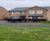 A Lancashire mum was rudely interrupted in her new build home - by a herd of cows.
