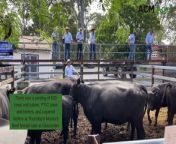 A yarding of 620 cows and calves, PTIC cows and heifers, and unjoined heifers went under the hammer.
