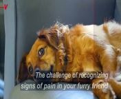 If you own a dog, you&#39;re familiar with the challenge of recognizing signs of pain in your furry friend. When a dog is in pain, it may exhibit what veterinarians call &#92;