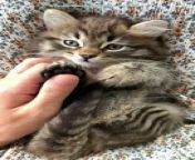 A Person Massaging the Paws of a Kitten.&#60;br/&#62;&#60;br/&#62;&#60;br/&#62;#cats &#60;br/&#62;#animals &#60;br/&#62;#animalshorts