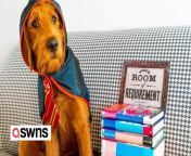 A dog mum has trained her pup to react to over 15 Harry Potter spells - including Accio to recall him and Avada Kedavra for playing dead.&#60;br/&#62;&#60;br/&#62;Harry Potter superfan Audriana Li, 33, has spent the last three years putting her Labradoodle cross, Dobby, through his OWL exams to become the ultimate wizarding companion.&#60;br/&#62;&#60;br/&#62;Audriana quickly figured a lot of the spells could be linked with commands and tricks and decided to incorporate them into Dobby&#39;s training.&#60;br/&#62;&#60;br/&#62;The excitable pup now knows 16 spells - from Stupefy (down), Immobulus (stay), Accio (come) to go to Azkaban (crate), Ascendio (jump up) and Expelliarmus (drop it).&#60;br/&#62;&#60;br/&#62;The unique commands are often the topic of conversation when Audriana takes Dobby for walks - with fellow dog walkers in disbelief Audriana can &#92;