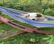 This pup, Odo, was enjoying his time swinging in a hammock while people adored him.