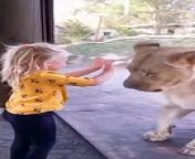 baby girl play with lioness