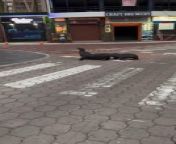 Two sea lions were seemingly busy arguing with each other as they crossed a street. One of them started biting the other as their argument heated up.