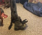 Doug the dog loved his new toy - a boot. Doug grabbed the boot and started chewing at it, taking it from one end of the room to another.