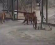 Siberian tiger gets introduced to the Bengal tigers