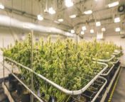 Cronos CEO Mike Gorenstein explains the company’s latest quarterly results and plans for the future as cannabis becomes more widely accepted.