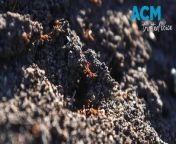 Grim warnings given on Queensland and NSW fire ant eradication program as problem species continues to spread. Video by Cameron Moore via AAP.&#60;br/&#62;