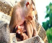 Welcome To Newborn Baby Of Old Mother Pigtail Monkey, Baby Looks So Cute And Healthy (720p_25fps_H264-192kbit_AAC)