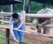 funy elephant from حيوانات ينيكون ب