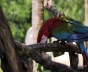 Macaw parrot feeding on a branch&#60;br/&#62;Macaw parrot of red, blue and green colors, feeding on a tree branch, in captivity on a sunny day.