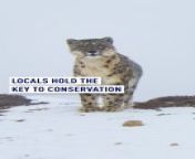 In the Third Pole, sustainable economies are vital to combating climate change and protecting the biodiverse habitats which are home to the snow leopard. &#60;br/&#62;&#60;br/&#62;#Himalayas #SnowLeopard #Conservation #SustainableFuture&#60;br/&#62;&#60;br/&#62;Full story here:https://stories.cgtneurope.tv/saving-the-snow-leopard/index.html: