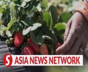 From an unexpected location in the northern region of India come strawberries grown through unconventional farming techniques amid extreme hot weather.&#60;br/&#62;&#60;br/&#62;WATCH MORE: https://thestartv.com/c/news&#60;br/&#62;SUBSCRIBE: https://cutt.ly/TheStar&#60;br/&#62;LIKE: https://fb.com/TheStarOnline&#60;br/&#62;