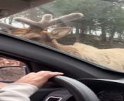 Occurred on March 14, 2024 / Canada&#60;br/&#62;&#60;br/&#62;Info: A young elk inspects a car and gets fed carrots.