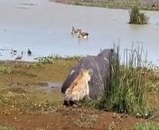 A hyena got a fright when it tried to nibble on a &#39;dead&#39; hippo - only to find out it was very much alive.&#60;br/&#62;&#60;br/&#62;A video shows the hyena skulking up to the huge hippo thinking it was a carcass, only to flee when the massive beast leaps up.&#60;br/&#62;&#60;br/&#62;Ismail Chalamila, 32, a safari guide, was on a tour in Ngorongoro Nature Reserve in Tanzania with five Europeans when he captured the moment on camera. &#60;br/&#62;&#60;br/&#62;Ismail regularly sees the same hippo on his tours and says he has seen the same hippo do this at least three times before.