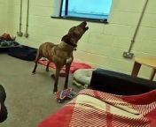 RSPCA Sheffield Animal Centre: The voice of an angel Nova is looking for a new home.