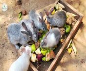 #china #rabbit #chinanews #desertoasis&#60;br/&#62;&#60;br/&#62;&#60;br/&#62;चीन ने रेगिस्तान में क्यों छोड़े 12 लाख खरगोश? &#124; China is Breeding 1,200,000 Rabbits in The Desert&#60;br/&#62;&#60;br/&#62;&#60;br/&#62;&#60;br/&#62;China news&#60;br/&#62;China projects&#60;br/&#62;Chinese railways&#60;br/&#62;Asian economy&#60;br/&#62;rabbits&#60;br/&#62;china economy&#60;br/&#62;asia news&#60;br/&#62;brics&#60;br/&#62;trade&#60;br/&#62;&#60;br/&#62;&#60;br/&#62;&#60;br/&#62; &#60;br/&#62;Disclaimer- Some contents are used for educational purpose under fair use. Copyright Disclaimer Under Section 107 of the Copyright Act 1976, allowance is made for &#92;