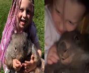 Meet the four-year-old &#39;wombat whisperer&#39; who&#39;s best friends with the marsupials - and even learned how to walk with them. &#60;br/&#62;&#60;br/&#62;Ashlee Neill spends up to three hours per day playing with the wombats and has been around the animals since birth.&#60;br/&#62;&#60;br/&#62;Dad Josh Neill, 41, and his partner Amber Moyes rehabilitate wombats which have been injured in the wild or became orphans after their mothers died.&#60;br/&#62;&#60;br/&#62;The little girl is so good with the marsupials that she helps speed up their recovery and boosts their confidence. &#60;br/&#62;&#60;br/&#62;Josh, an electrician from Hayfield, Victoria, Australia, said: &#92;
