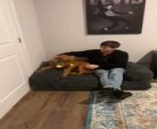 This adorable golden retriever displayed immense joy while showing their new bed to a man. They excitedly jumped from their old bed to the new one to show a comparison between the two.