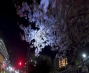 Join me as I bicycle around Kyoto Station and northern Kyoto City at night in search of the remaining cherry blossoms that are blooming. Shot in 4K on a GoPro Hero10 in Spring 2024.&#60;br/&#62;Support our sponsors:&#60;br/&#62;Kimono Dream Shop - Vintage kimonos that ship around the globe.&#60;br/&#62;https://kimono-yumeya.com&#60;br/&#62;Ukiyo-e Works - Archival-quality inkjet reproductions of traditional Japanese woodblock prints.&#60;br/&#62;https://ukiyoe.works&#60;br/&#62;#bicycling #sakura #cherryblossoms #4k #cyclingtour #lifeinjapan #japantrip #kyotojapan #kyoto #nightlife #nighttime #relaxing