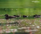 Get ready for a wave of heartwarming charm in this viral video! Witness the incredible journey of a mama Ruddy Duck as she leads her precious ducklings on their first swim. Prepare to be enchanted by these adorable fluff balls as they take their tentative first strokes under their mother&#39;s watchful eye. This must-see clip is a reminder of the beauty and wonder of nature, showcasing the powerful bond between mother and child.&#60;br/&#62;&#60;br/&#62;Video ID: WGA860608&#60;br/&#62;&#60;br/&#62;All the content on Heartsome is managed by WooGlobe&#60;br/&#62;&#60;br/&#62;For licensing and to use this video, please email licensing(at)Wooglobe(dot)com.&#60;br/&#62;&#60;br/&#62;►SUBSCRIBE for more Heart touching Videos: &#60;br/&#62;&#60;br/&#62;-----------------------&#60;br/&#62;Copyright - #wooglobe #heartsome #positivevibes #wholesome #preciousmoments #viral #heartwarming #incredible #natureisamazing #ducklingadventures #preciousparade #adorableanimals #babyducks #wildlife #ducklings #heartwarming #mustsee #incredible #cutenessoverload #naturelovers #motherandbaby #preciousmoments #animalkingdom #wildlifephotography #ducklife #cuteducklings #animalsofinstagram #adorable #getoutside&#60;br/&#62;