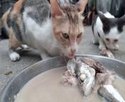 This is a cat videos about feeding former street cats stray cats. I bought a 1/4 kilo fresh fish and cooked it for my cats to test first if they would eat the whole thing. This is a relaxing cat video with cat sound and water running, river flowingchill sound with cat purr.&#60;br/&#62;