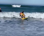 These two Labrador friends had fun as they surfed on the shore. The dogs barked and wagged their tale in excitement as they stood together on the surfboard, enjoying their beach expedition.