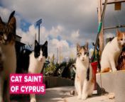 Dawn&#39;s story began by complete chance: a holiday, a traumatic event and a discovery. She changed her plan for retirement to become the heart and soul of the Cat Monastery in Cyprus.