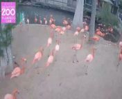 The solar eclipse offered a unique opportunity to observe how animals respond, offering valuable scientific insights. During the recent solar eclipse, San Antonio Zoo animals displayed surprising reactions, caught on camera. Buzz60’s Maria Mercedes Galuppo has the story.