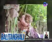 Hinawakan ng 2 vlogger ang mga tarsier!&#60;br/&#62;&#60;br/&#62;&#60;br/&#62;Balitanghali is the daily noontime newscast of GTV anchored by Raffy Tima and Connie Sison. It airs Mondays to Fridays at 10:30 AM (PHL Time). For more videos from Balitanghali, visit http://www.gmanews.tv/balitanghali.&#60;br/&#62;&#60;br/&#62;#GMAIntegratedNews #KapusoStream&#60;br/&#62;&#60;br/&#62;Breaking news and stories from the Philippines and abroad:&#60;br/&#62;GMA Integrated News Portal: http://www.gmanews.tv&#60;br/&#62;Facebook: http://www.facebook.com/gmanews&#60;br/&#62;TikTok: https://www.tiktok.com/@gmanews&#60;br/&#62;Twitter: http://www.twitter.com/gmanews&#60;br/&#62;Instagram: http://www.instagram.com/gmanews&#60;br/&#62;&#60;br/&#62;GMA Network Kapuso programs on GMA Pinoy TV: https://gmapinoytv.com/subscribe