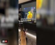Raphinha’s wife’s viral reaction to his Champions League goal from full khaty viral