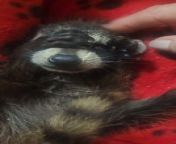 A wildlife rehabilitator rescued this baby raccoon after its mother was killed. The scared orphan animal covered its eyes while the person petted it.