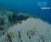 Footage has revealed the extent of mass coral bleaching on the Great Barrier Reef. (Grumpy Turtle Films). Video via AAP.