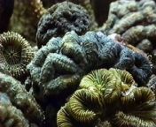 NOVA takes a spellbinding voyage through one of the world&#39;s most fascinating and colorful ecosystems: a coral reef, where the line between plants and animals is blurred, &#92;