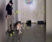 Airport security dog showered with tennis balls at retirement partyTSA