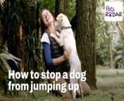 Keeping all four of your dog’s paws on the floor can be easier said than done. Here’s how to stop a dog from jumping up
