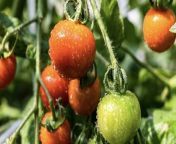 Knowing what not to plant with tomatoes can prevent pests and stunted plants.