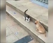 Cat VS Dog Funny Animal Videos #shorts from cat nursing on