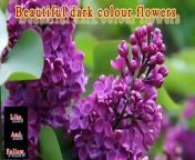 dark colours flowersflower for lifemeharzari13&#60;br/&#62;&#60;br/&#62;#dark #flower #colours #life #healthy#meharzari13&#60;br/&#62;&#60;br/&#62;dark,&#60;br/&#62; flower,&#60;br/&#62;colours,&#60;br/&#62; life, &#60;br/&#62;healthy,&#60;br/&#62;meharzari13,&#60;br/&#62;&#60;br/&#62;Flowers have long been admired for their beauty and fragrance, and they hold a special place in the hearts of people all over the world. From vibrant roses to delicate lilies, there is a wide variety of flowers that captivate us with their stunning colors and shapes.&#60;br/&#62;&#60;br/&#62;One of the most iconic flowers is the rose, known for its romantic symbolism and timeless beauty. With its velvety petals and sweet scent, the rose is a favorite choice for bouquets and arrangements for special occasions such as weddings and anniversaries. Roses come in a range of colors, each with its own meaning - red roses symbolize love and passion, while yellow roses represent friendship and joy.&#60;br/&#62;&#60;br/&#62;Another popular flower is the lily, which is known for its elegant and graceful appearance. Lilies come in a variety of colors, including white, pink, and orange, and are often used in floral arrangements to add a touch of sophistication and beauty. The trumpet-shaped blooms of lilies are not only visually appealing but also emit a sweet fragrance that fills the air.&#60;br/&#62;&#60;br/&#62;Other beautiful flowers include the vibrant sunflower, with its large and cheerful blooms that symbolize happiness and positivity. The delicate orchid is another stunning flower, known for its exotic beauty and wide range of colors and patterns. Orchids are often associated with luxury and elegance, making them a popular choice for upscale events and decorations.&#60;br/&#62;&#60;br/&#62;No matter the type of flower, each one has its own unique charm and beauty that can brighten up any space and bring a sense of joy and tranquility. Whether you prefer the classic elegance of roses or the exotic allure of orchids, there is a flower out there for everyone to appreciate and enjoy. So next time you come across a beautiful flower, take a moment to stop and admire its beauty - you may just find yourself feeling a little more uplifted and inspired.&#60;br/&#62;&#60;br/&#62;@meharzari13&#60;br/&#62;meharzar13,&#60;br/&#62;#meharzar13