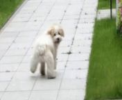 This video shows a dog who has developed an adorable wiggle while out on walks. &#60;br/&#62;&#60;br/&#62;Footage shows the dog, Juan Bing, bouncing along the street of his native Huanzhou, Zhejiang, China, occasionally kicking his legs like a dancer. &#60;br/&#62;&#60;br/&#62;According to owner Xiao Jiu, Juan Bing, a bichon frisé acquired his characteristic walk after a bite from another dog as a puppy. &#60;br/&#62;&#60;br/&#62;Xiao Jiu said that Juan Bing has completely recovered, but his skin remained a bit tight, causing his occasionally bouncy gait.&#60;br/&#62;&#60;br/&#62;The video was filmed on 17 April.
